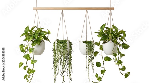 Set of four hanging white ceramic planters with trailing pothos and string of pearls plants suspended from a wooden beam isolated on white background