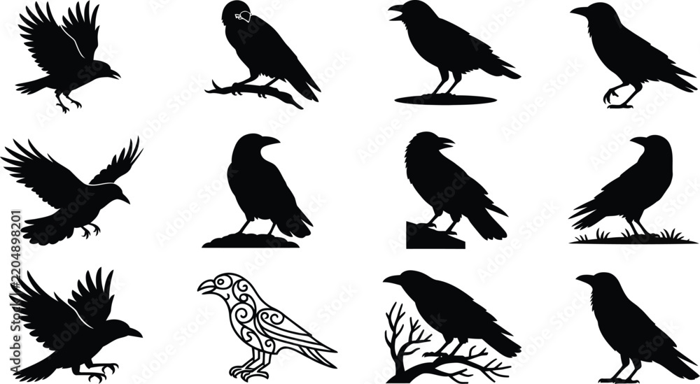 Fototapeta premium Collection of black crow silhouettes in various poses including flying, perched on branches, and standing on the ground, isolated on a white background
