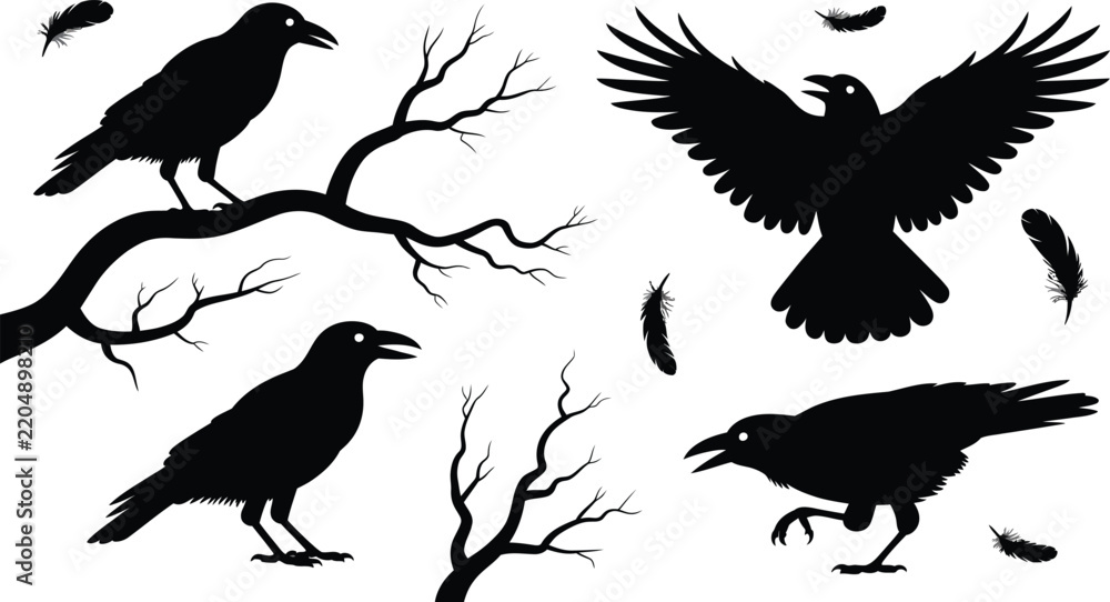 Fototapeta premium Collection of black crow silhouettes perched on branches, flying with wings spread, and walking on the ground isolated on a white background, for halloween