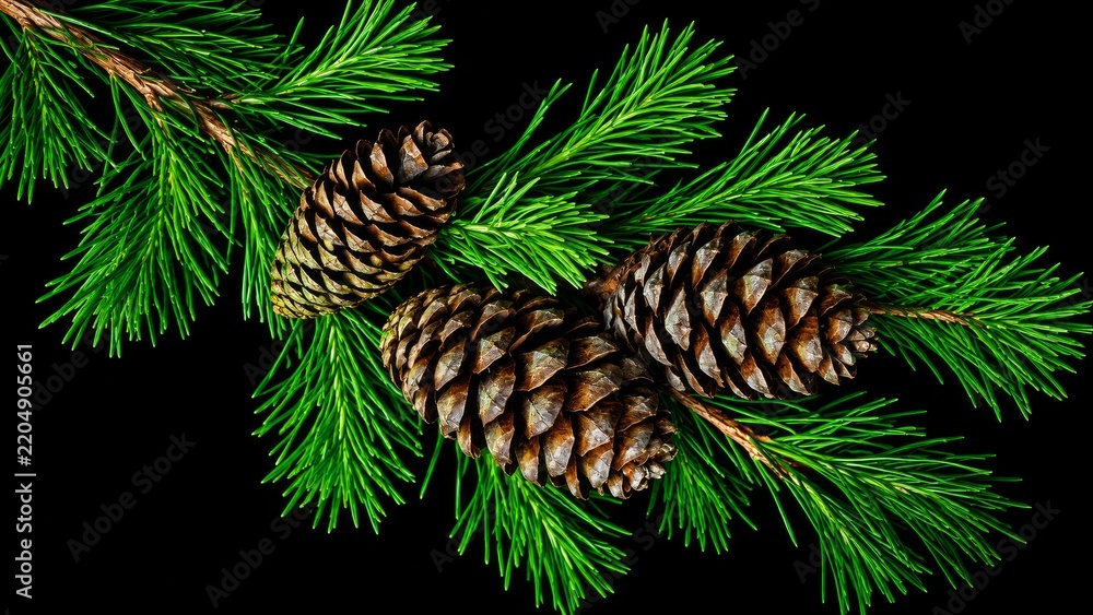 Obraz premium Two textured brown pinecones rest among vivid green evergreen branches