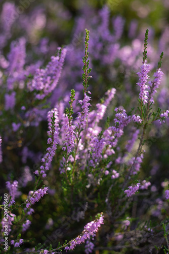 A close-up view of blooming Calluna vulgaris with dense purple flower clusters and delicate stems, creating an atmospheric natural floral texture suitable for gardening, botanical, wellness, environme