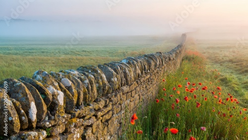 Misty Morning Poppies and Ancient Stone Wall