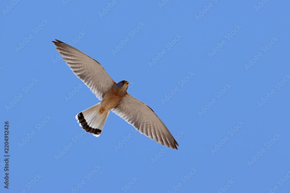 Obraz premium adult male Lesser Kestrel (Falco naumanni) of the subspecies ssp. pekinensis in flight, found in Omnogovi Aimag in Mongolia