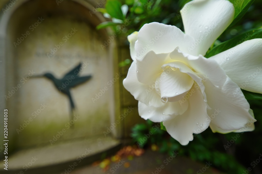 Fototapeta premium Close up of White Gardenia Flower With Rain Drops