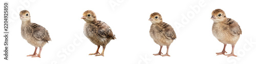Cute young baby turkey poult standing isolated on a white background   