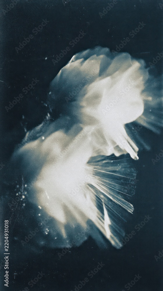 Obraz premium Abstract floral design in dark tones, perfect for mobile wallpaper.