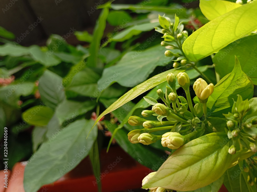 Obraz premium Close Up of Red Rangoon Creeper Flowers Blooming