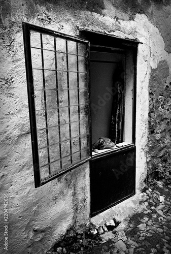 Dog peeking at a window
