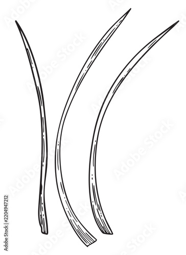 Hand drawn vector graphics featuring three curved botanical grass leaves.