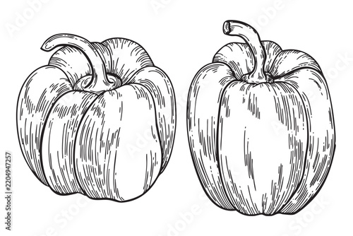Hand drawn vector graphics of two bell peppers. The peppers are depicted in a detailed sketch style, showcasing their curves and textures.