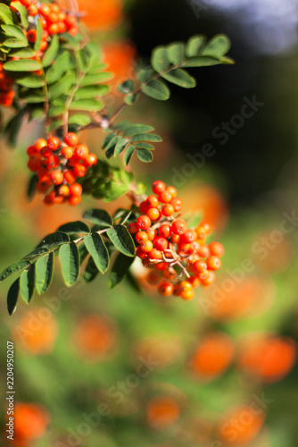 Rowan trees with berries, close-up