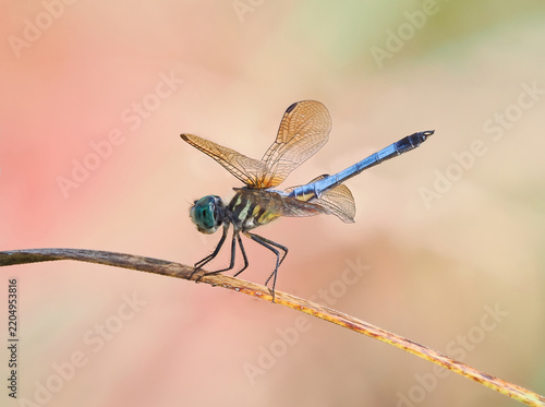 A Focus Stacked Close-up Image of a Male Blue Dasher Dragonfly