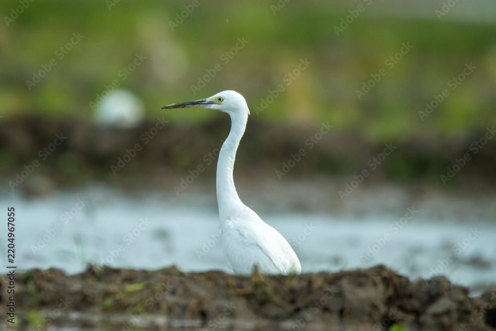 Obraz premium Elegant Little Egret moves through shallow wetland water, its pristine white feathers and distinctive black legs illuminated by bright daylight in a natural habitat.