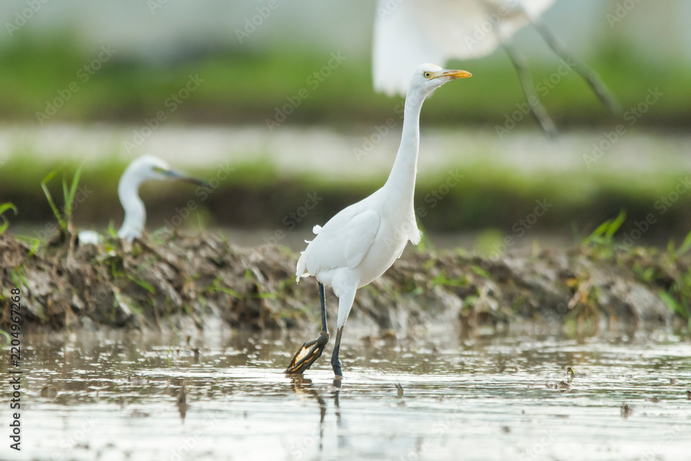 Obraz premium Egretta garzetta foraging in shallow wetland water, captured with its elegant white plumage and long black legs clearly visible under bright daytime conditions.