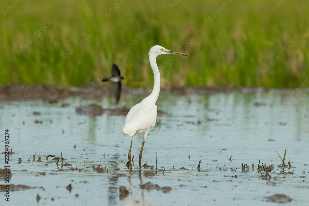 Obraz premium Little Egret gracefully crossing shallow wetland water, displaying its slender shape, pristine white feathers, and long black legs in a natural daylight setting.