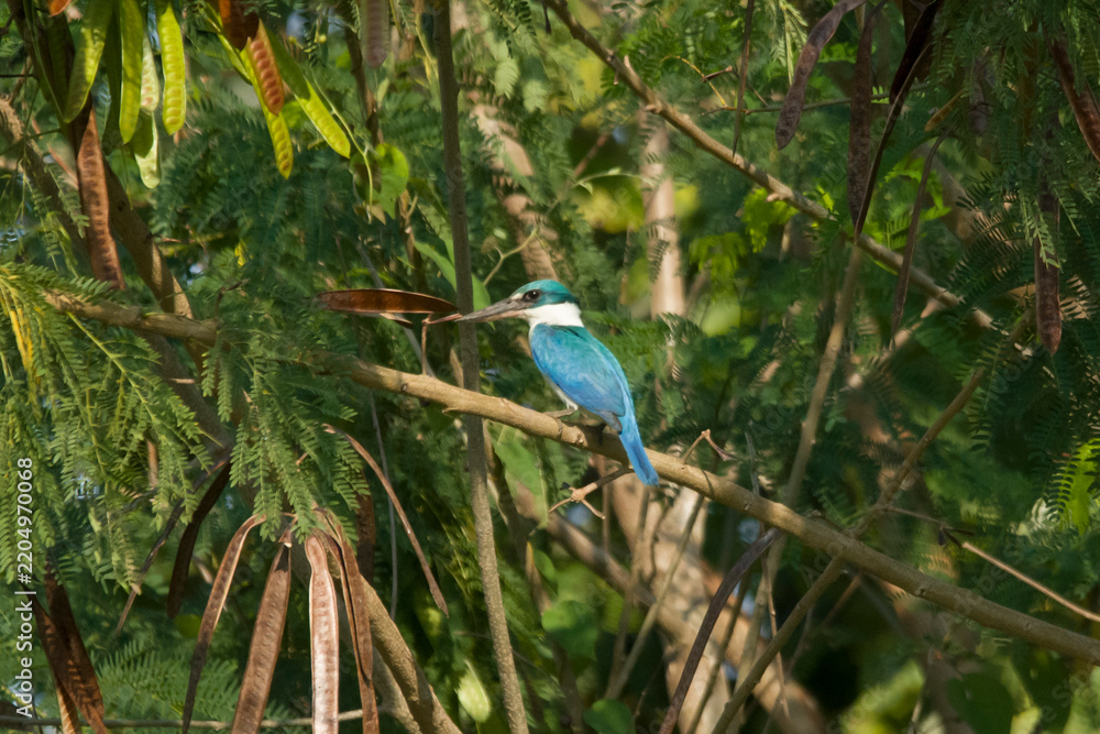 Obraz premium A vibrant collared kingfisher, Todiramphus sanctus, sits gracefully on a tree branch, showcasing its bright turquoise blue wings amidst a lush green background of tropical leaves.