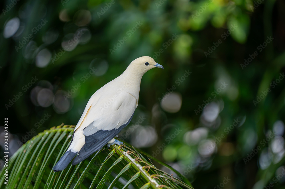 Fototapeta premium A wildlife photograph of a pied imperial pigeon (*Ducula bicolor*), taken in the city of Kota Kinabalu in the Malaysian state of Sabah.