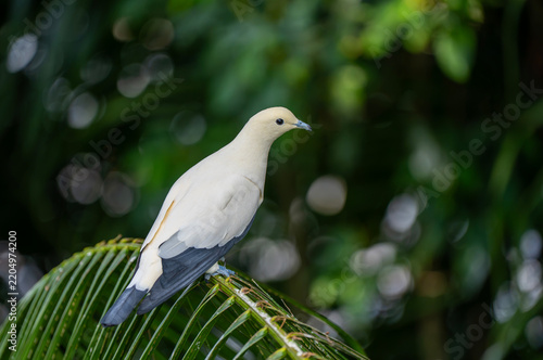 Foto A wildlife photograph of a pied imperial pigeon (*Ducula bicolor*), taken in the city of Kota Kinabalu in the Malaysian state of Sabah