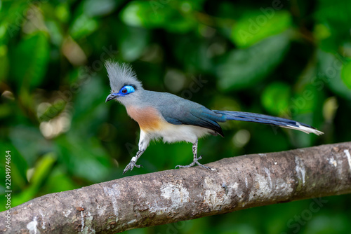 The crested coua (Coua cristata) is a common medium sized bird member of the cuckoo family. It is endemic to Madagascar, a weak flyer.