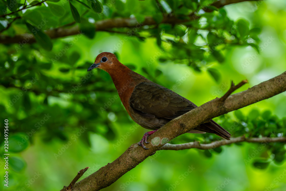 Fototapeta premium A Lemon Dove (Aplopelia larvata, also known as the cinnamon dove) inhabiting the mountain forests of Africa.