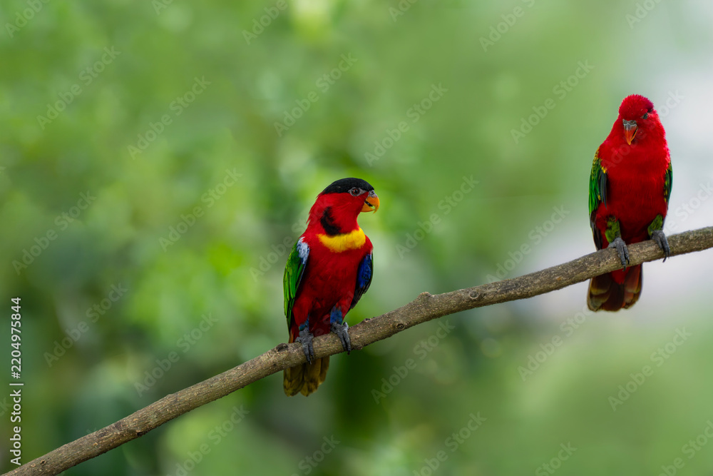 Obraz premium A Yellow-bibbed Lory (Lorius chlorocercus) and a Chattering Lory (Lorius garrulus) on a tree branch.