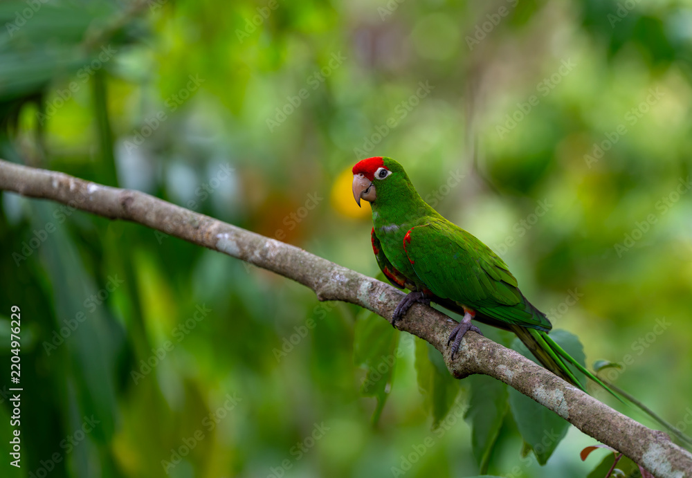 Obraz premium Crimson-fronted parakeet perched among green palm leaves in Costa Rica, tropical parrot in its natural habitat
