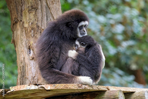 Obraz na plátně White-Handed Gibbon Mother Nursing Her Baby