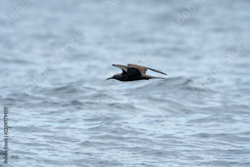 brown noddy tern flying over water in Galapagos