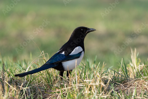 Eurasian magpie in grass, Pica pica