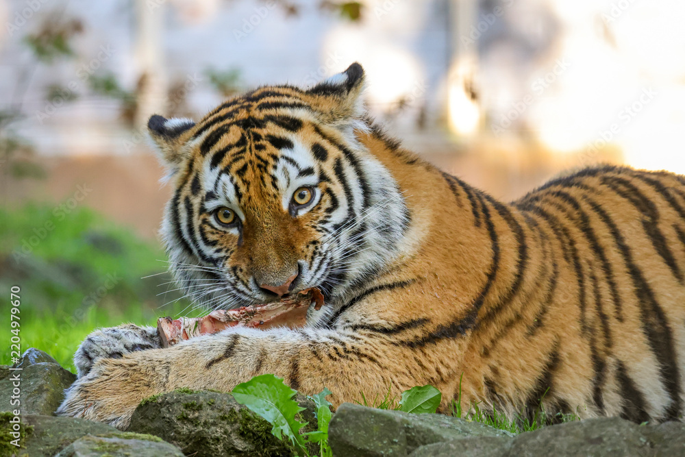 Obraz premium Young Siberian Tiger Enjoying a Meat-Covered Bone
