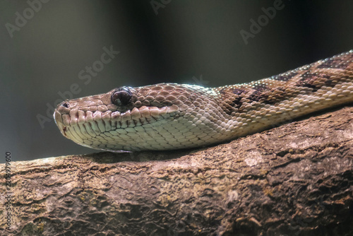 Cuban Boa Resting on a Tree Trunk