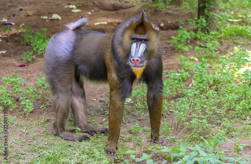 Mandrill Staring Intently at the Camera