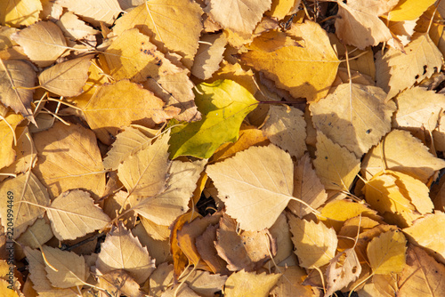 A pile of yellow leaves with a single green leaf in the middle