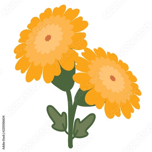 Marigold Flower Illustration
