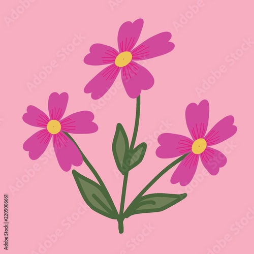 Pink Cosmos Flower Illustration