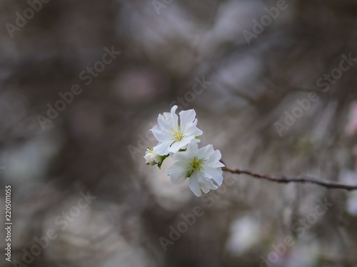 Quadro su tela 9月に咲いた白色の桜「越の福かさね（コシノフクカサネ）」