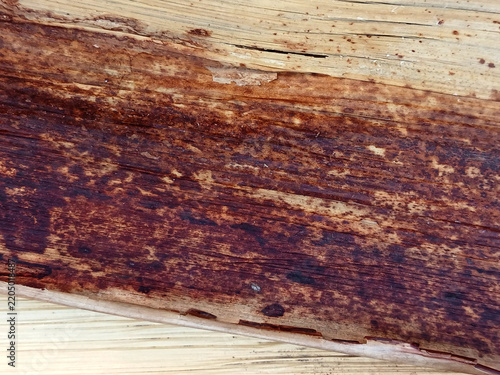 Macro photograph of a weathered brown banana tree fiber layer showing a heavy mottled pattern and rich organic decay. Ideal for rustic packaging design, eco-conscious graphic overlays, natural materia