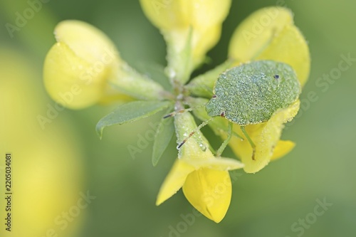 Green stink bug or green shield bug (Palomena prasina), nymph on common horned clover (Lotus corniculatus), North Rhine-Westphalia, Germany