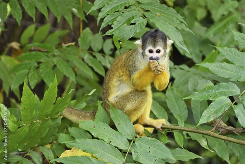 Black-capped squirrel monkey (Saimiri boliviensis), captive, Switzerland