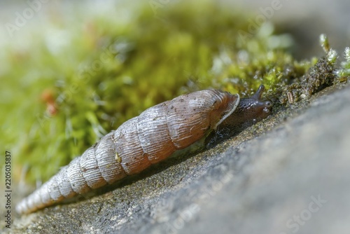 Wrinkled snail, laciniaria plicata, gastropoda, mollusca, snails, molluscs