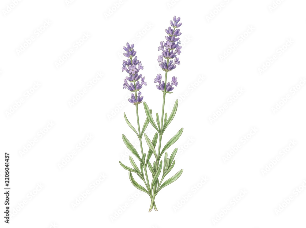 Obraz premium Lavender Sprigs: Delicate watercolor illustration of two lavender sprigs with purple flowers and green leaves, evoking a sense of calm and natural beauty.