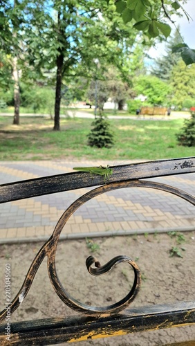 A green grasshopper is sitting on a wrought-iron grate.