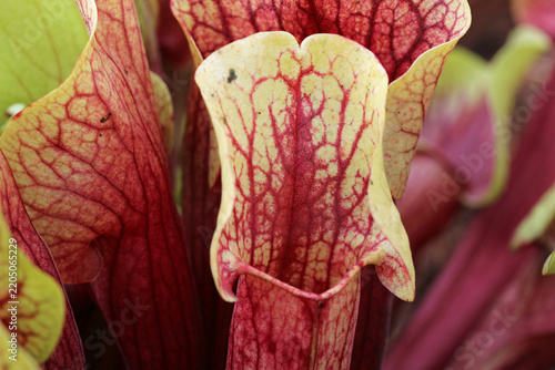 Green and red pitcher plant leaves in close up