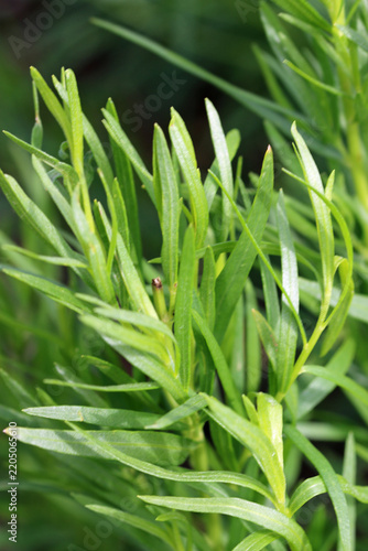 Herb Russian tarragon leaves in close up