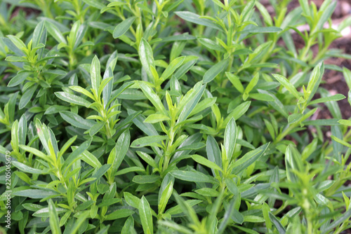 Herb winter savoury leaves in close up