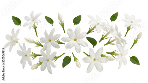 Delicate fresh white jasmine flowers with star-shaped petals and short green stems, arranged as a clean botanical specimen. Isolated on White background.