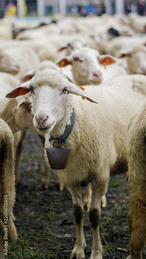 Obraz premium Traditional Redyk sheep herding event in Węgierska Górka, Poland, featuring shepherds and a flock of sheep celebrating the pastoral heritage and Highlander culture of the Beskid Mountains.