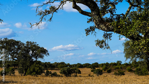 Scenic Alentejo landscape with traditional cork oak trees under a blue sky, Portugal.
