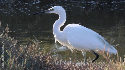 Little egret swallowing a fish on the river bank
