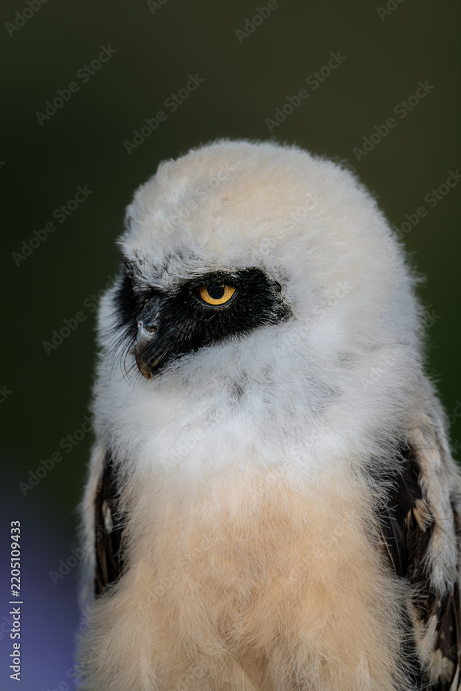 Obraz premium Detailed close up portrait of a young spectacled owl chick (Pulsatrix perspicillata) with fluffy white feathers and dark patches around its yellow eyes. Exotic bird of prey in natural light.